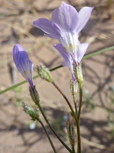 Slender stems