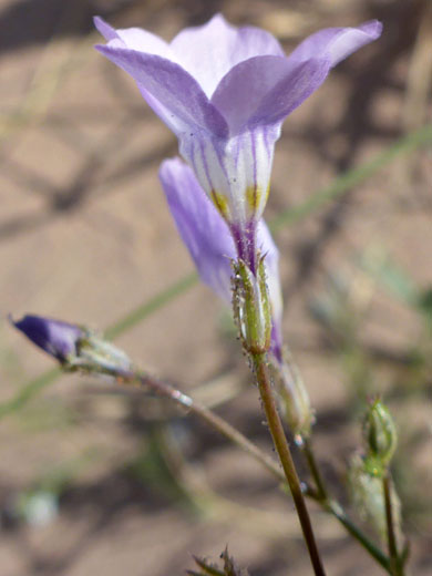 Funnel-shaped flower