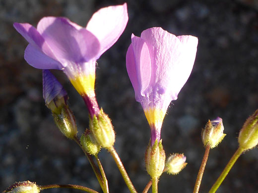 Group of flowers