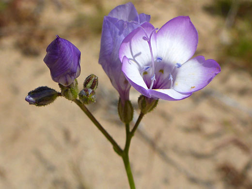 White and purple flowers