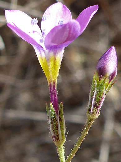 Tubular flowers