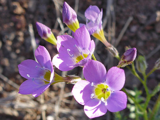 Yellow and pink flowers