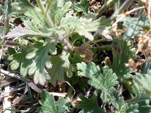 Lower stem leaves