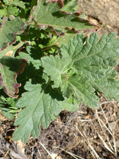 Lobed leaves