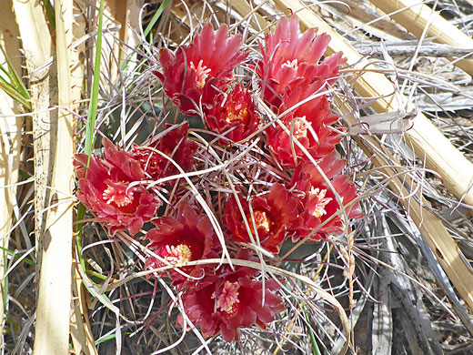 Red flowers of Chihuahuan fishhook cactus