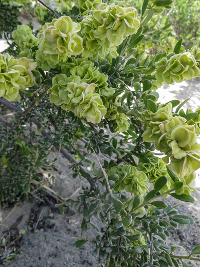 Flowers and leaves