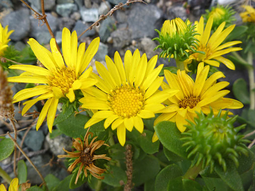 Idaho Gumweed