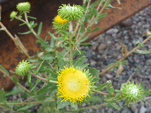 Four flowerheads