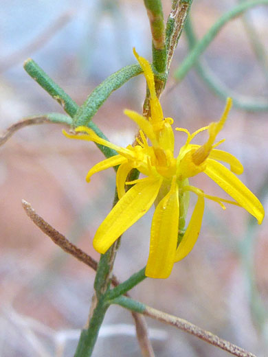 Yellow flowerhead