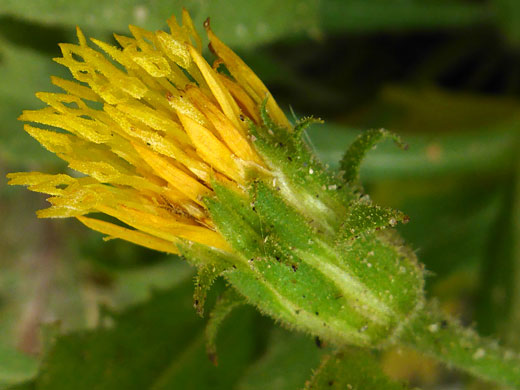 Whitney's Goldenbush; Whitney's goldenbush (hazardia whitneyi), Mt Starr, California