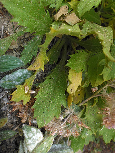 Toothed leaves