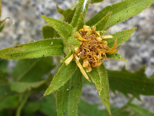 Whitney's Goldenbush