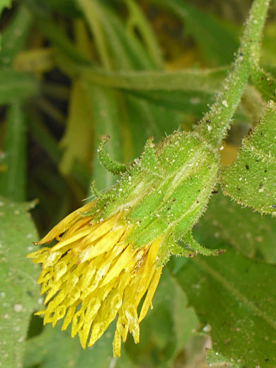 Phyllaries and florets