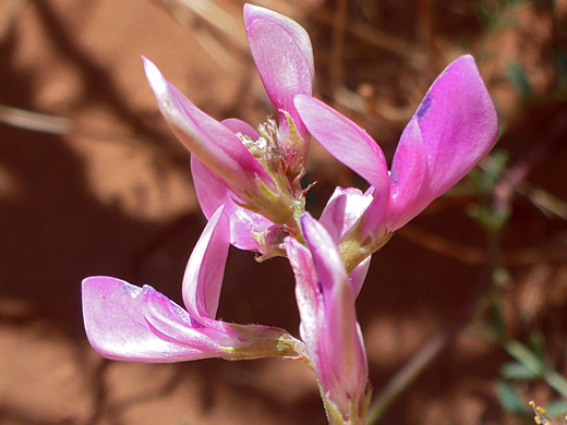 Pink flowers