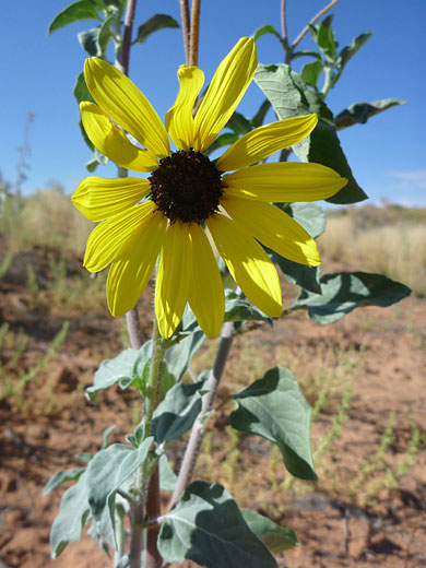 Yellow ray florets