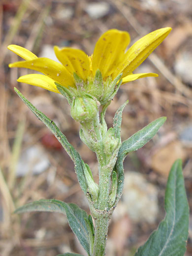 Flowerhead and bud