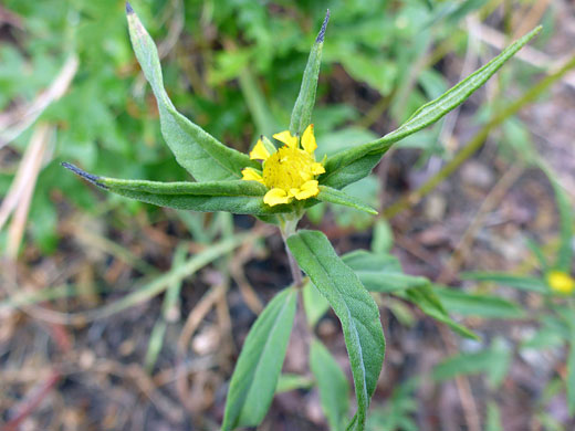 Developing flowerhead