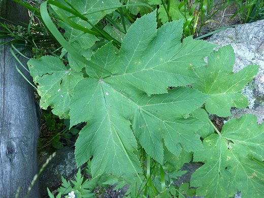 Leaves