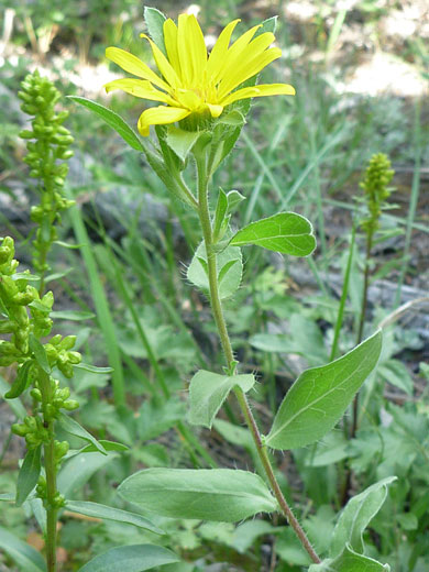 Hairy stem