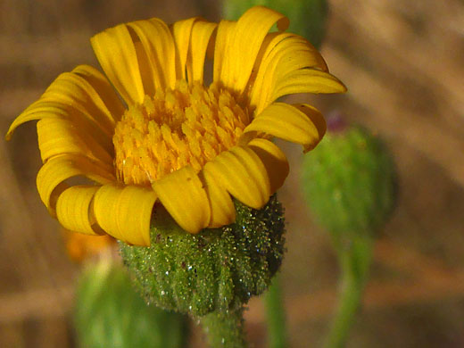 Telegraphweed; Telegraphweed (heterotheca grandiflora), Tehachapi Loop, California