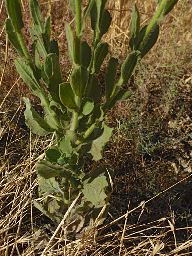 Cauline leaves