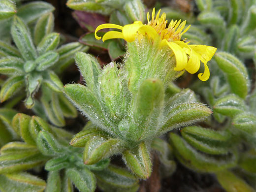 Sessileflower False Goldenaster