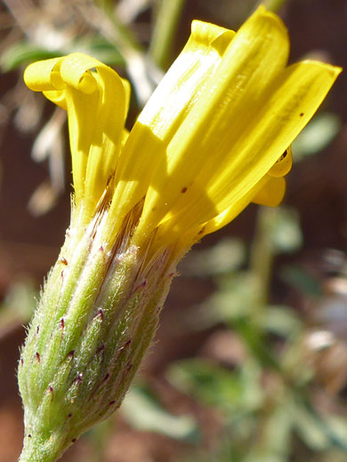 Hairy green phyllaries