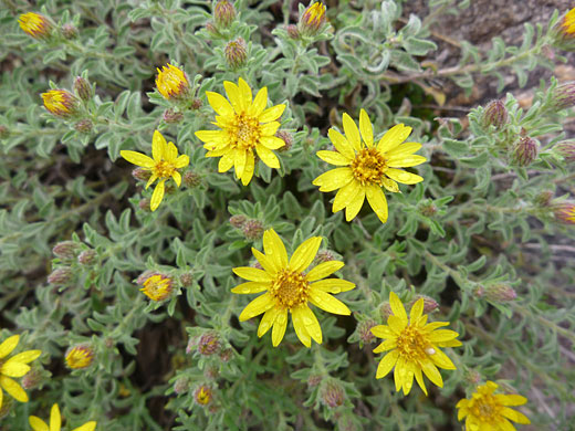 Golden Aster