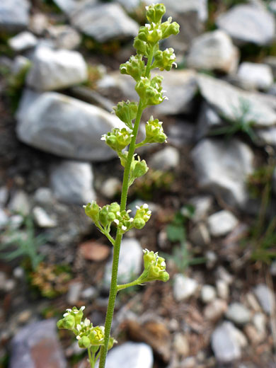 Elongated flower cluster