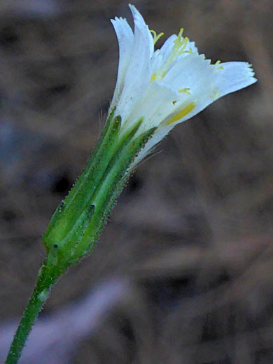 White flowerhead