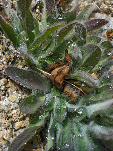 Hairy basal leaves