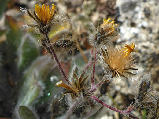 Hairy phyllaries