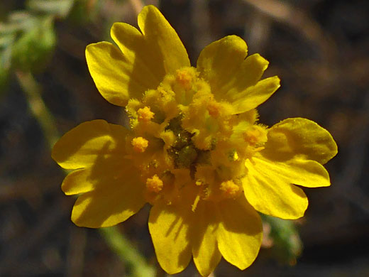 Heermann's Tarweed; Heermann's tarweed (holocarpha heermannii), Tehachapi Loop, California