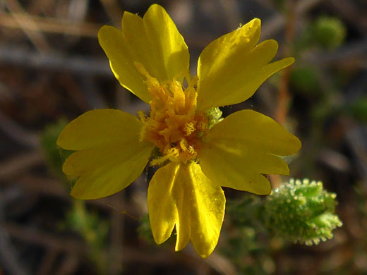 Heermann's Tarweed