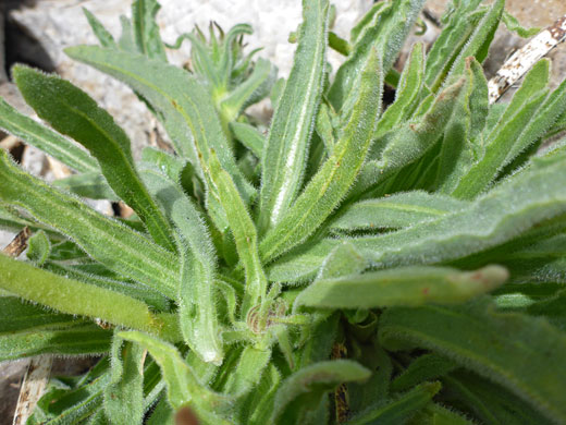 Narrow, clustered leaves