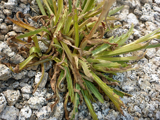 Basal leaves