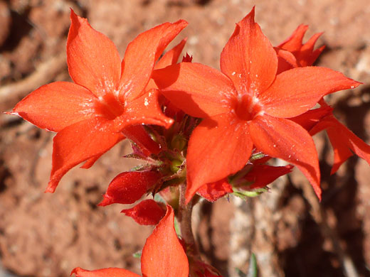 Flower cluster