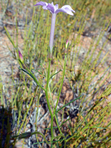 Flower and buds