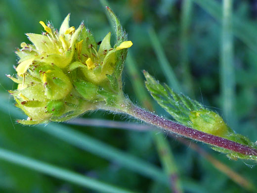 Hairy stem