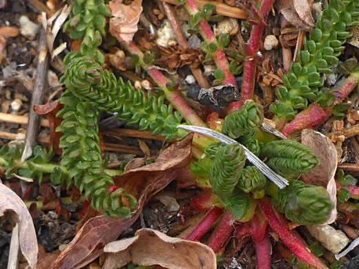 Stems and leaves