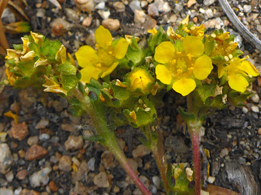 Group of flowers