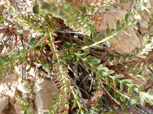 Intermountain Ivesia