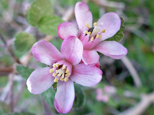 Two flowers