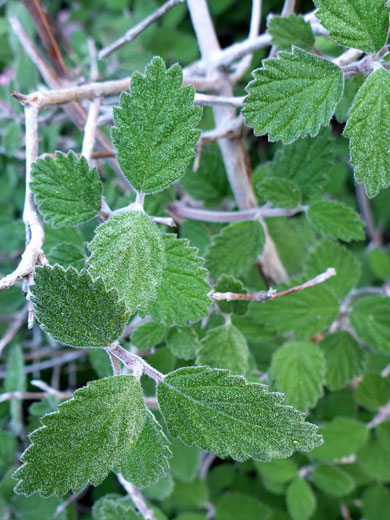 American Cliffbush