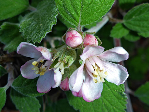 Buds and flowers