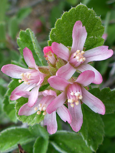 Flower cluster