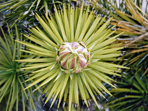 Flower bud