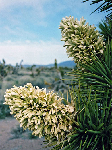 Joshua tree flowers