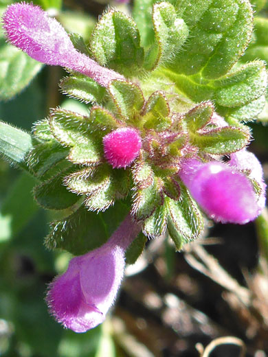 Henbit Dead-Nettle