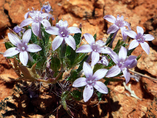 Flower cluster